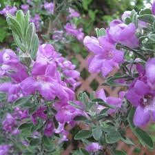 Des images de diff�rentes plantes